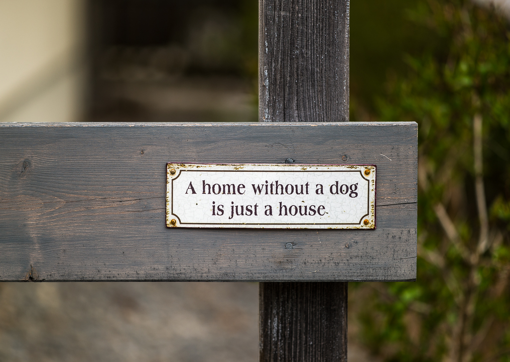 House dog