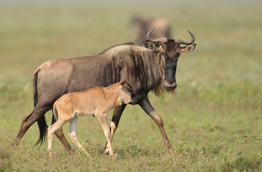 HS4 8902