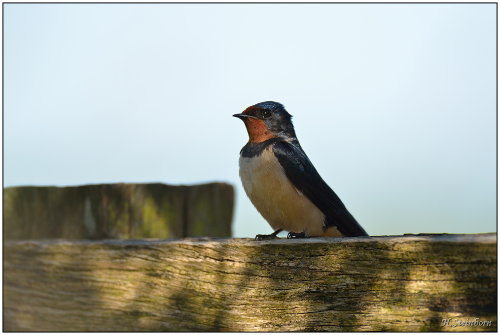 HST 1601