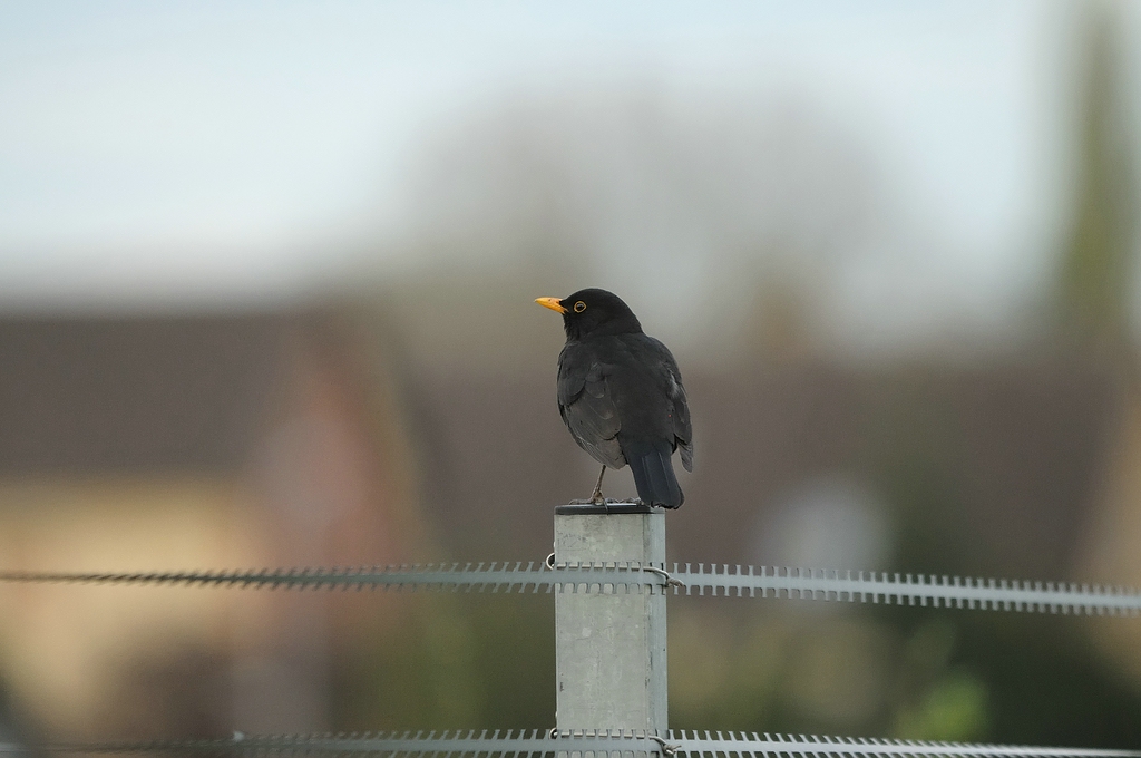 Huch

Erster Versuch mit Sigma 150-500 OS. Freihand