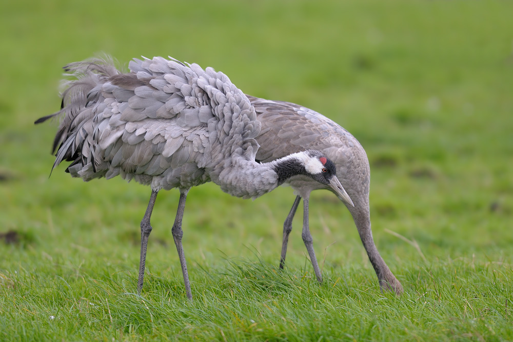 HUE 1410 NX
zeigt her eure Vögel 5654