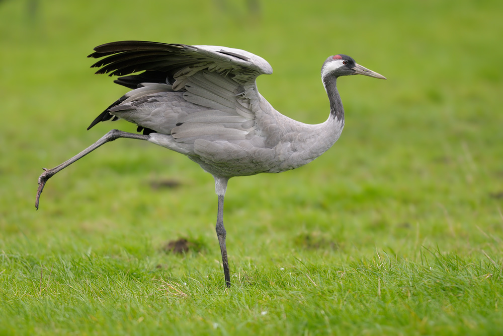 HUE 1555 NX
zeigt her eure Vögel #5646