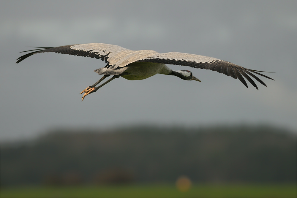 HUE 9846 NX
zeigt her eure Vögel #5700