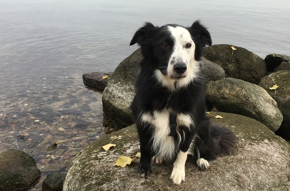 hughie am gelben ufer