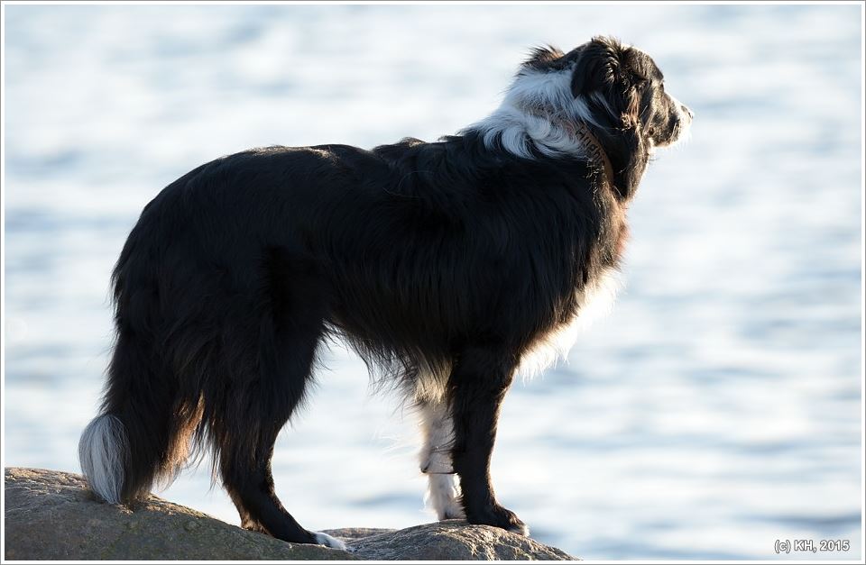 hugie schaut aufs meer
