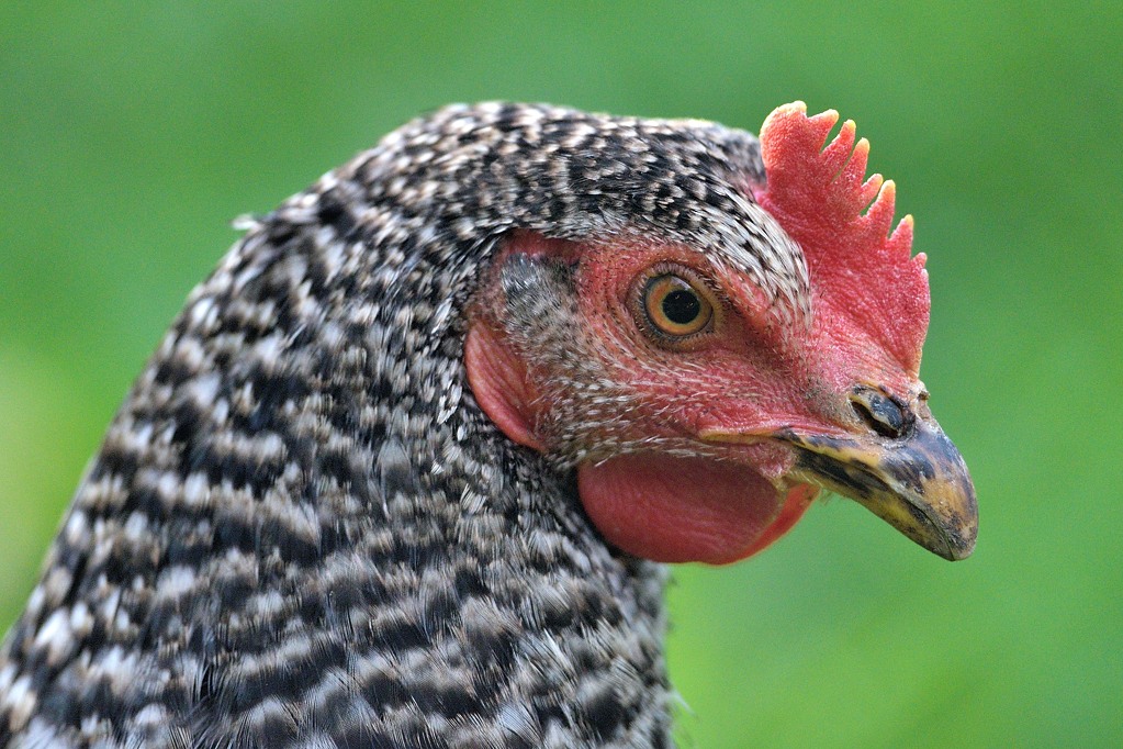 Huhn 052015