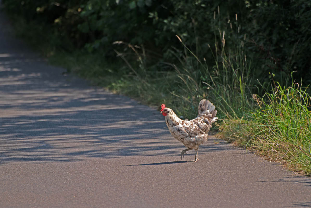 Huhn 3.jpg