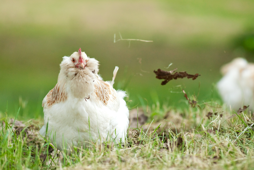 Huhn bei der Futtersuche