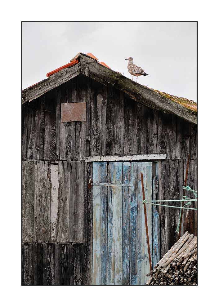huitres &amp; moules XIV