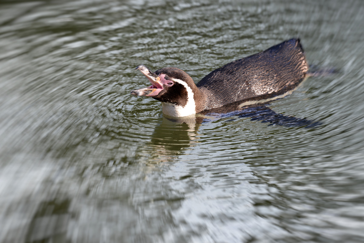 humboldpinguin 1200