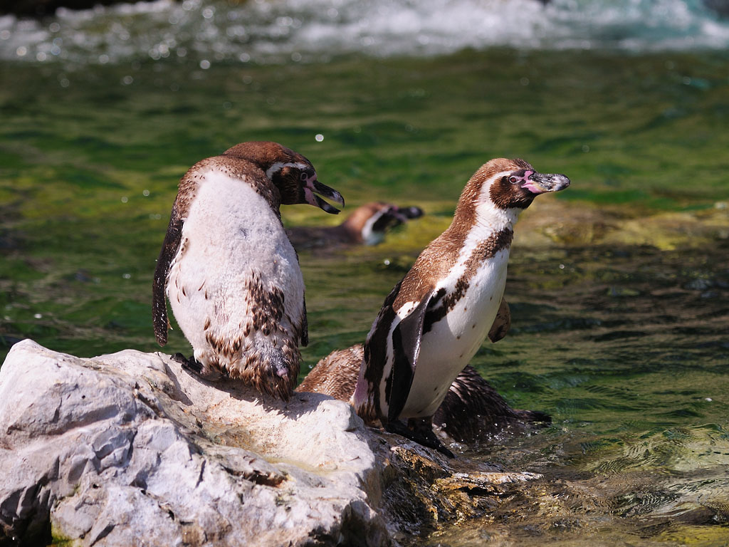 Humboldtpinguine Ehekrise