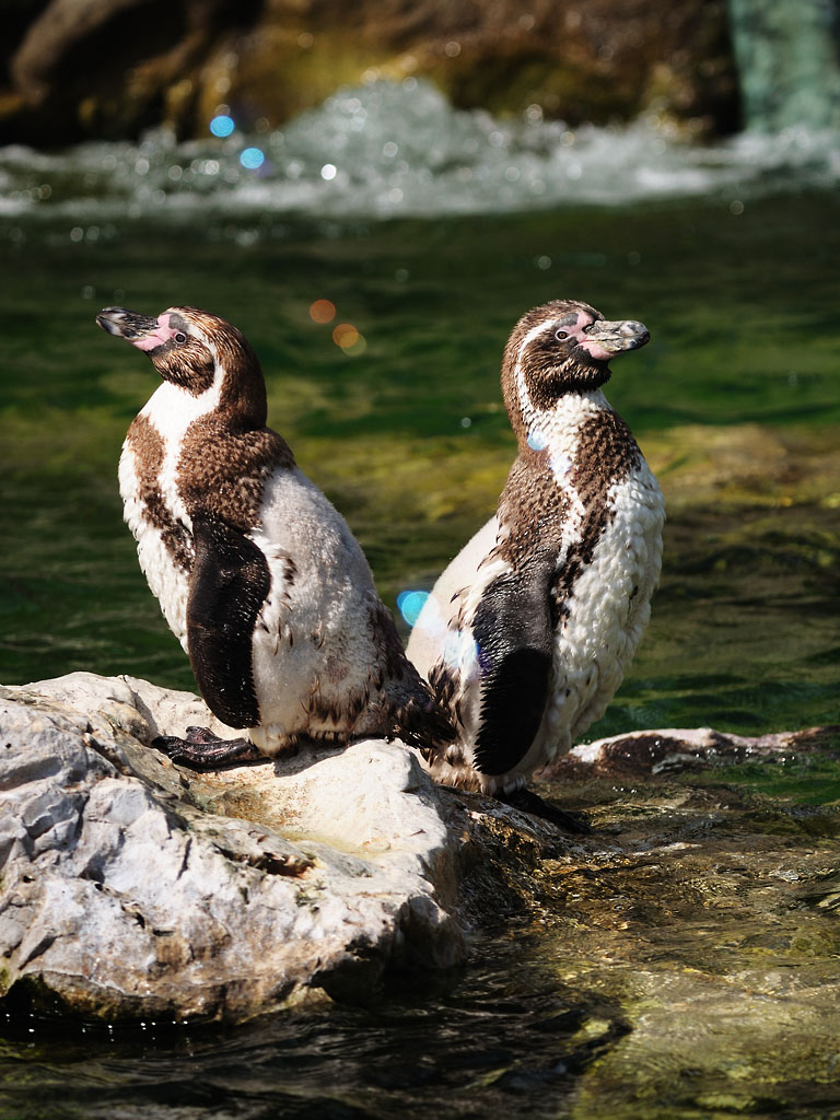 Humboldtpinguine Spiegelbild?
