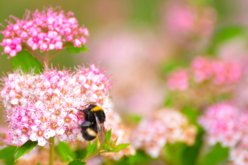 Hummel 01