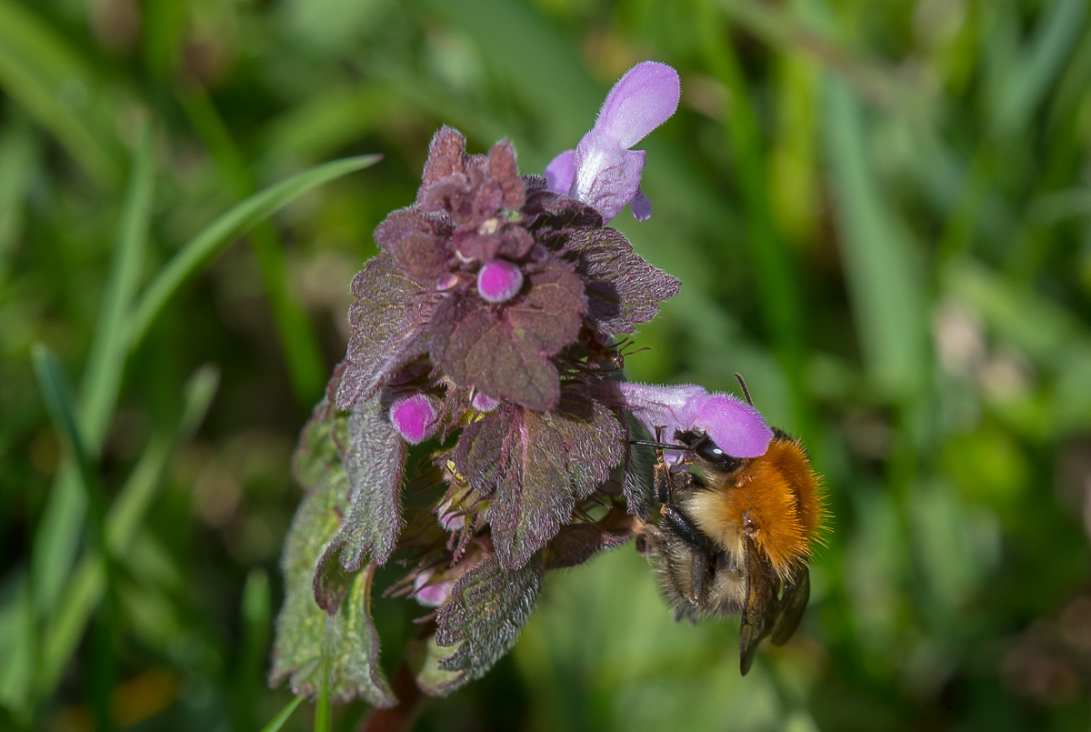 Hummel 1 (1 von 1).jpg