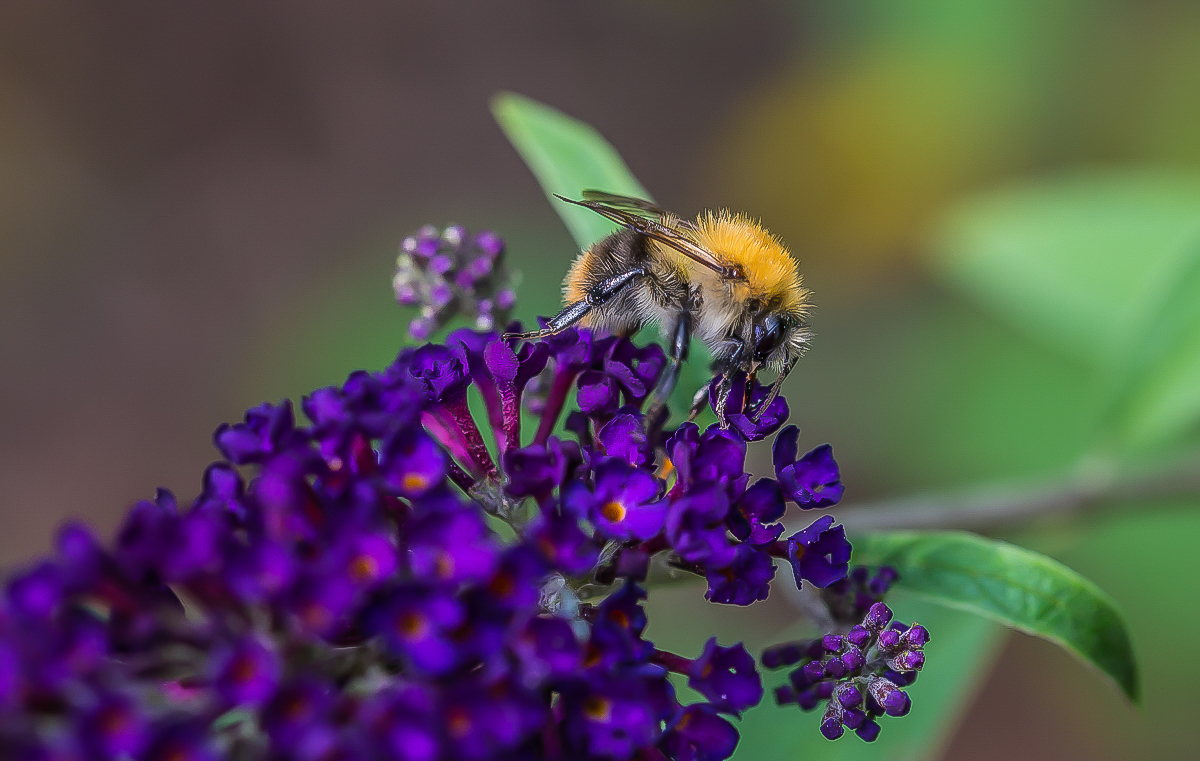 Hummel 1.jpg