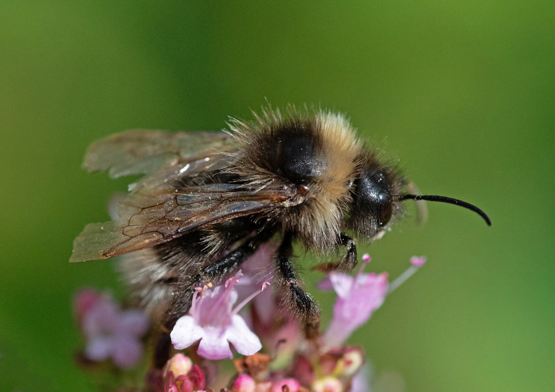 Hummel 1.jpg