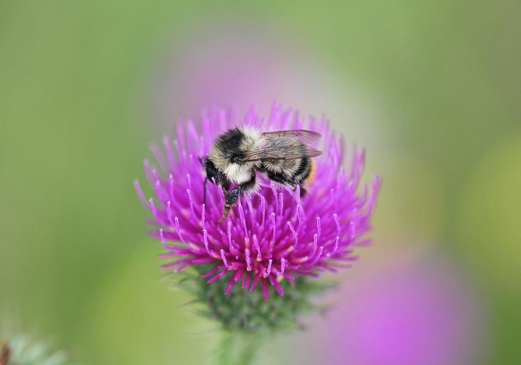 hummel (1 von 1)