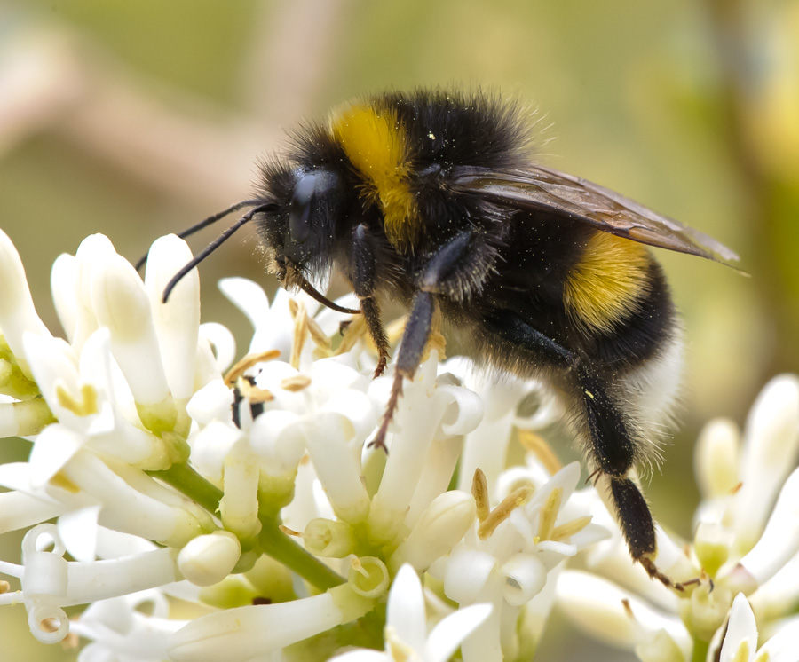 Hummel 1