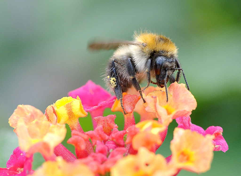 Hummel 2
