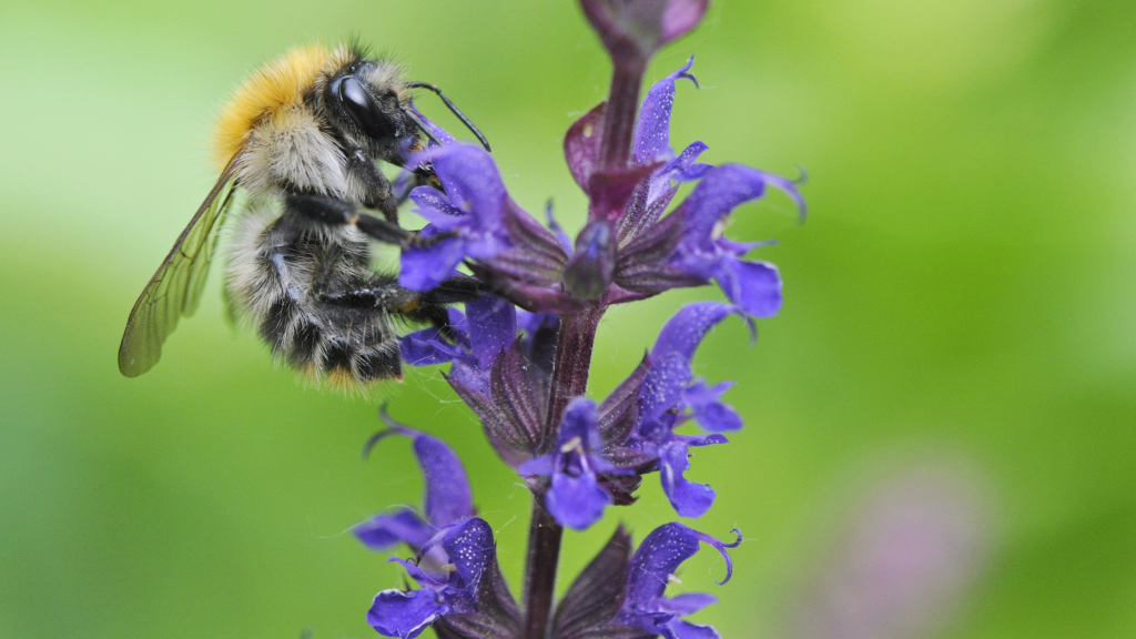 Hummel 2013 1