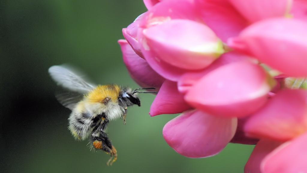 Hummel 2013 2