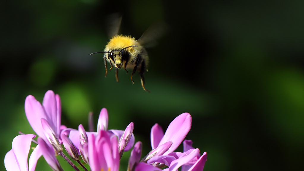 Hummel Anflug 1