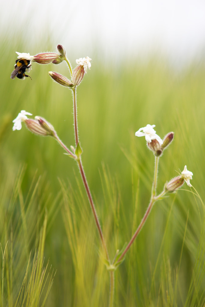 Hummel auf Blume im Kornfeld