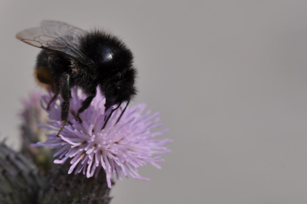 Hummel auf Kratzdistel