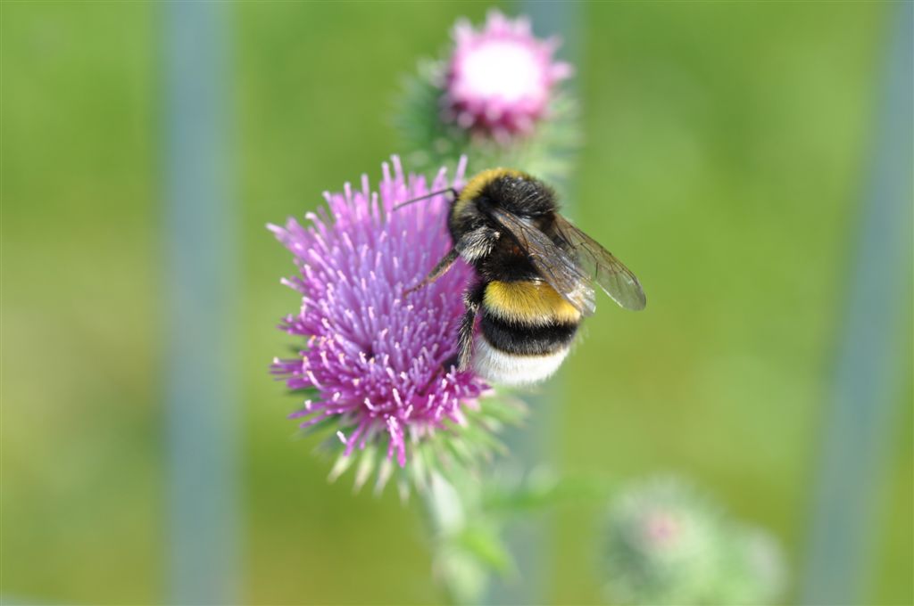 Hummel auf Kratzdistel