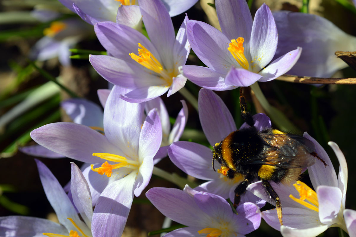 hummel auf krokus 02
