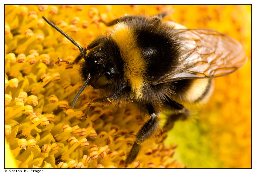 Hummel auf Sonnenblume