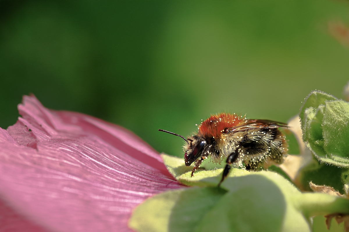 Hummel auf Stockrose II.jpg