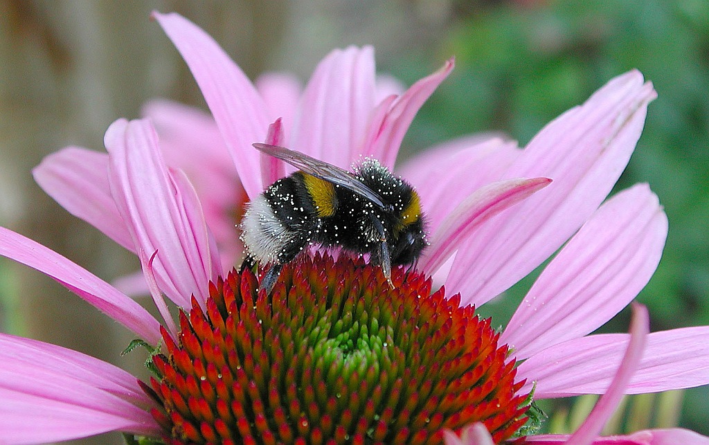 Hummel Cp880