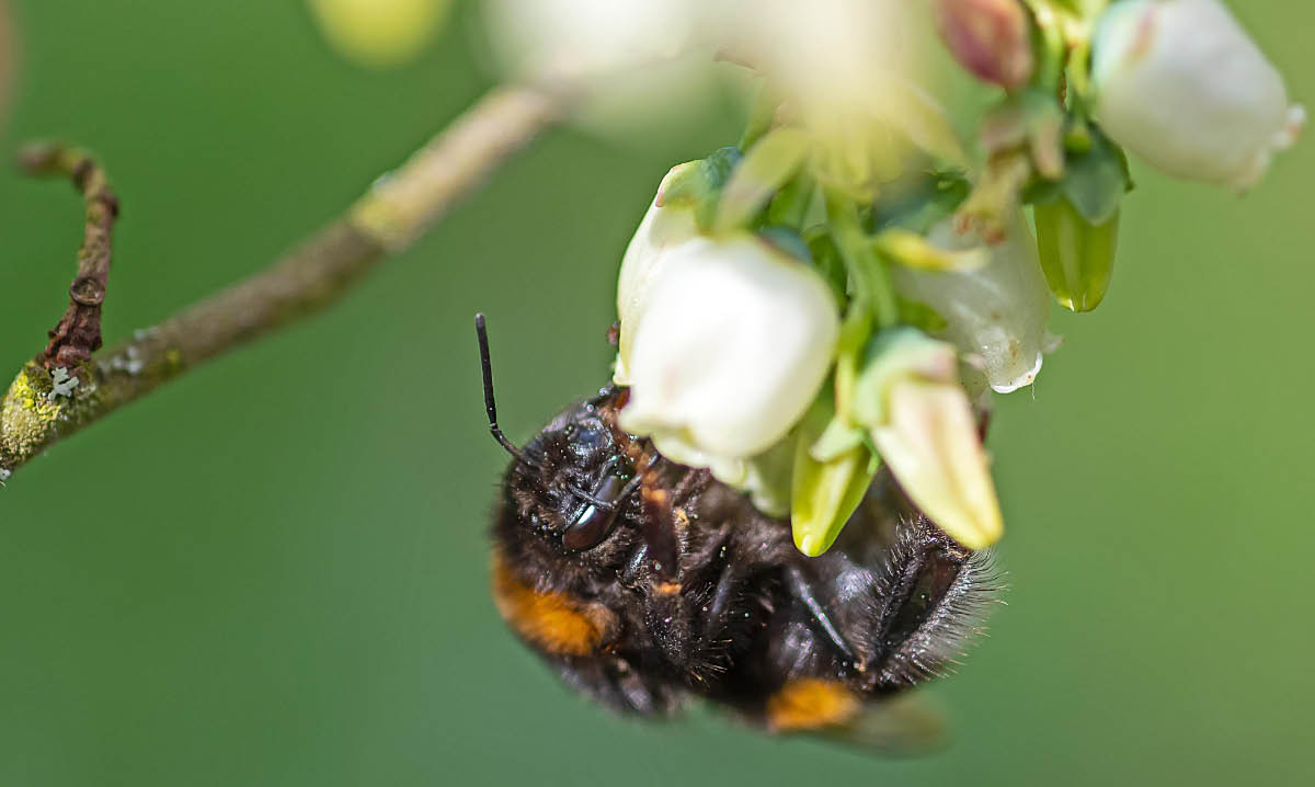 Hummel.jpg