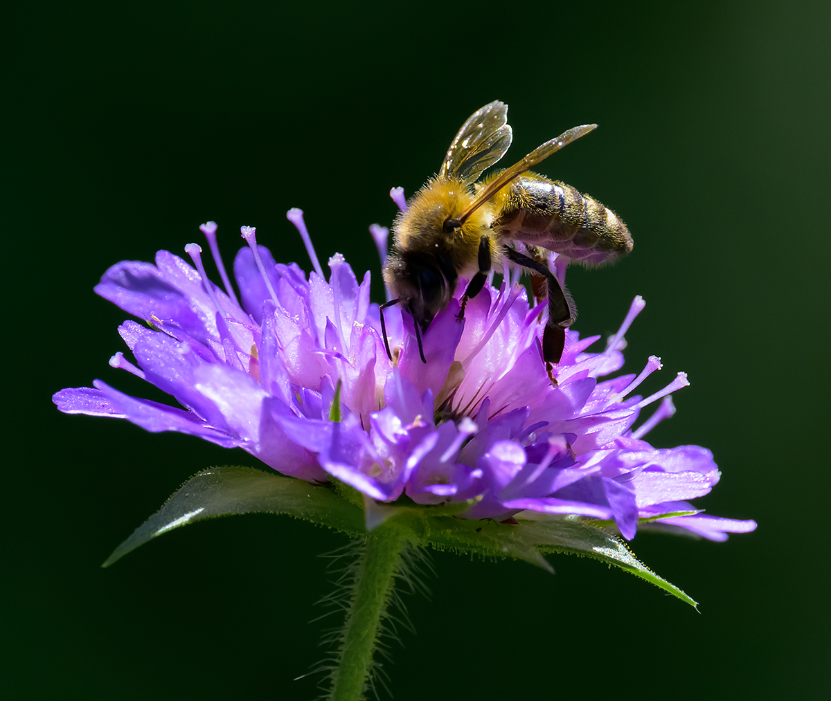 Hummel.jpg