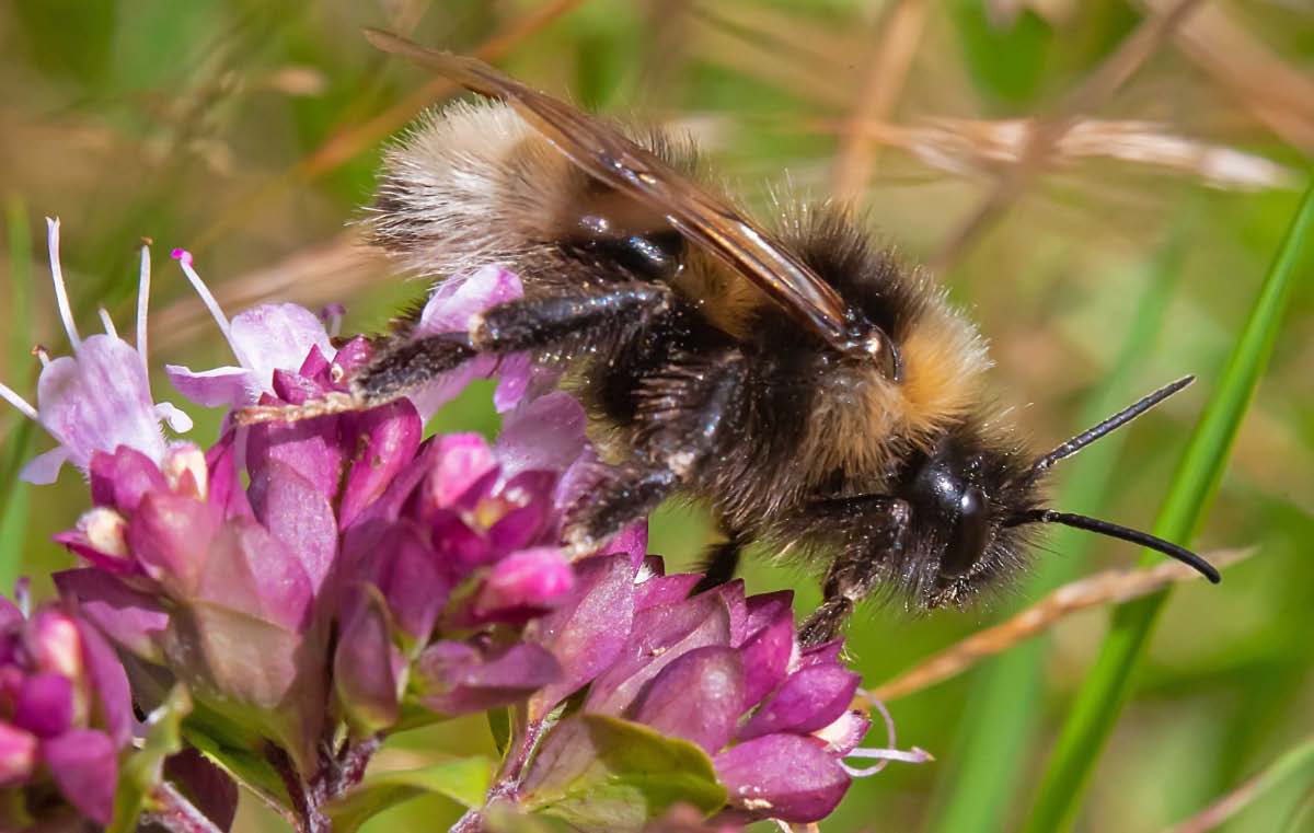 Hummel.jpg