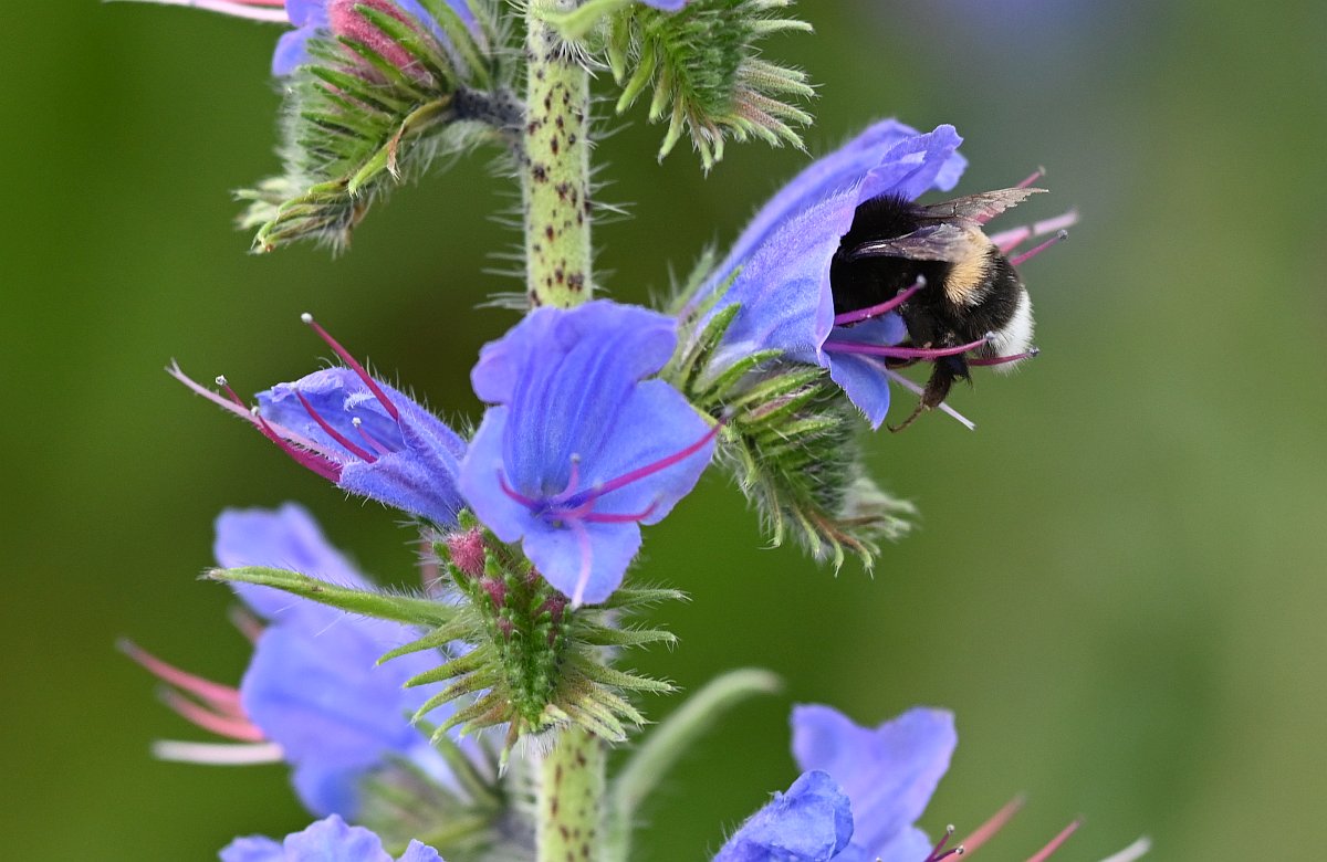 Hummel.jpg