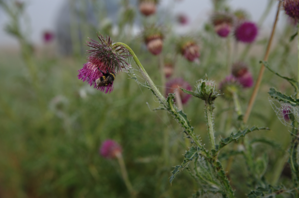 Hummel roh
