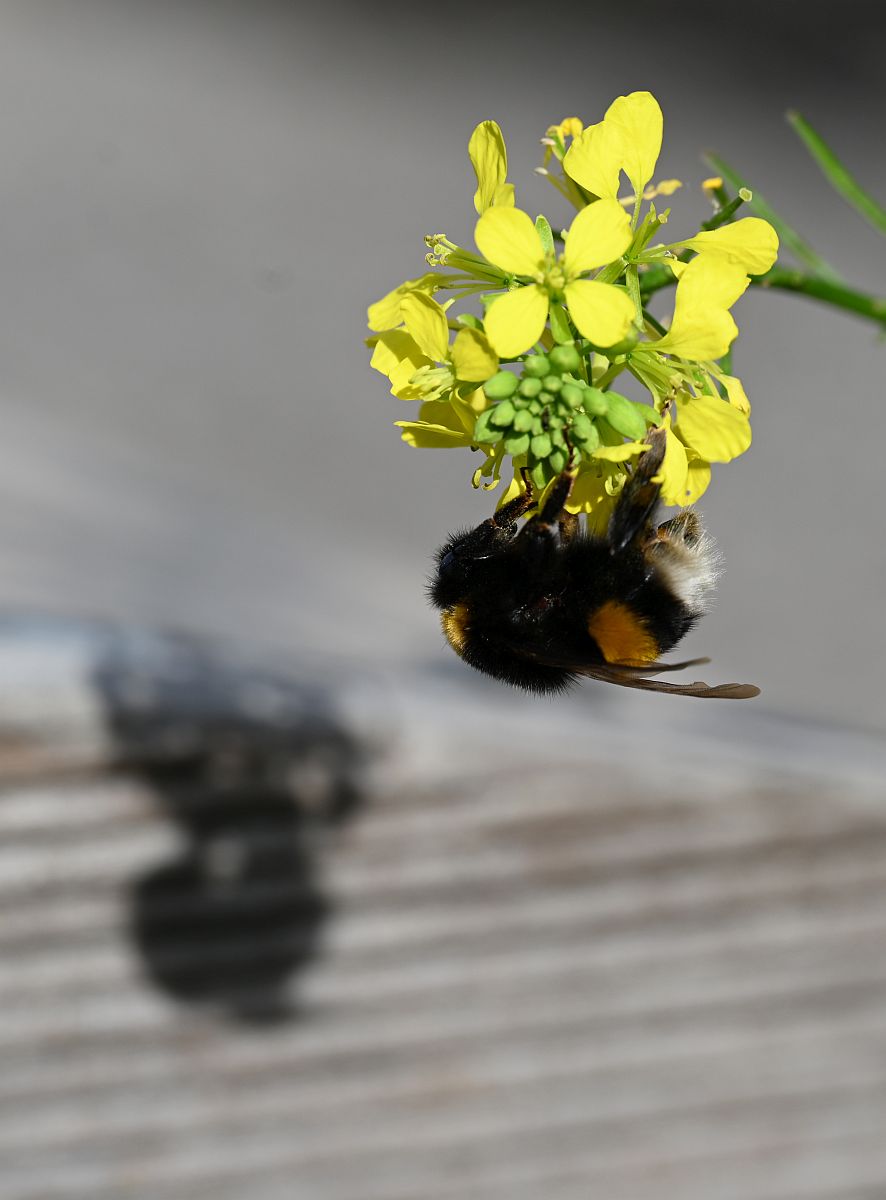 Hummel Schattenspiele 1
