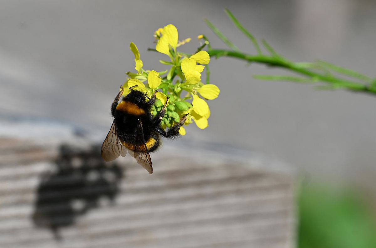 Hummel Schattenspiele 2