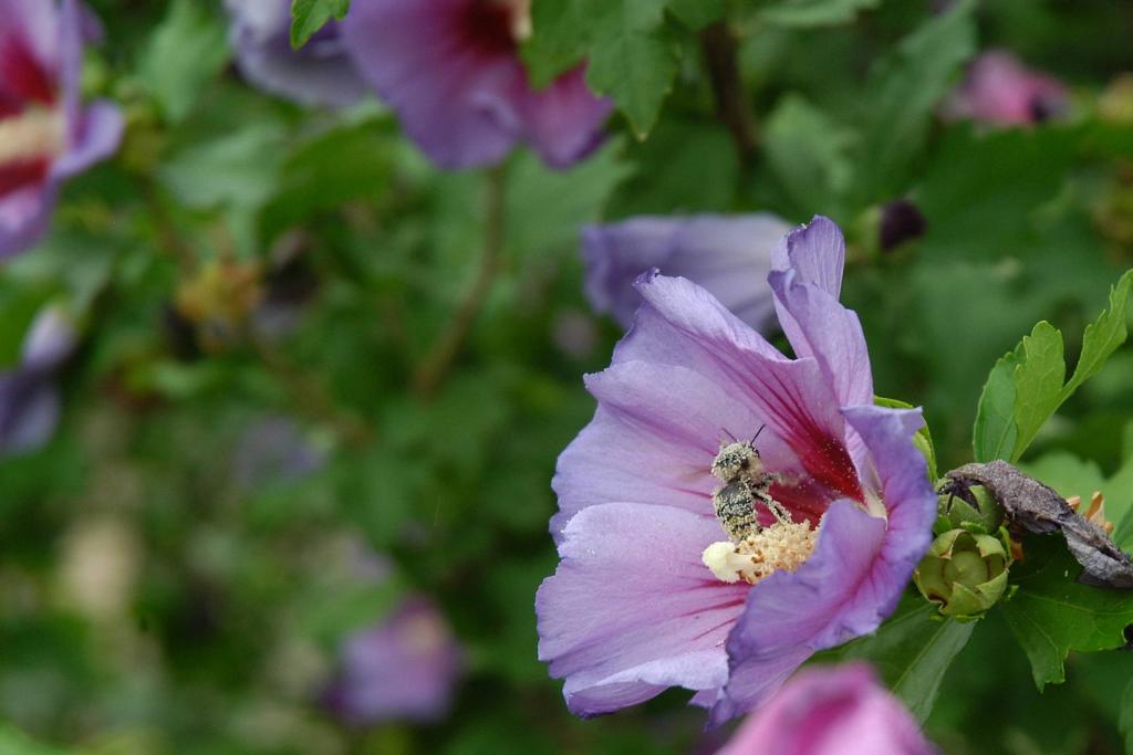 Hummel