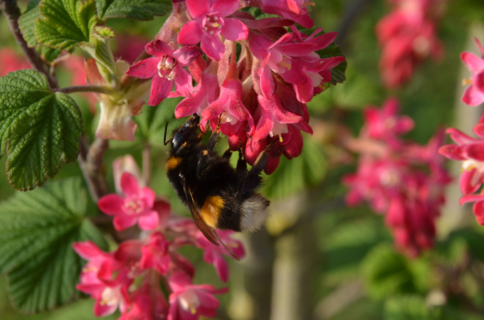 Hummel