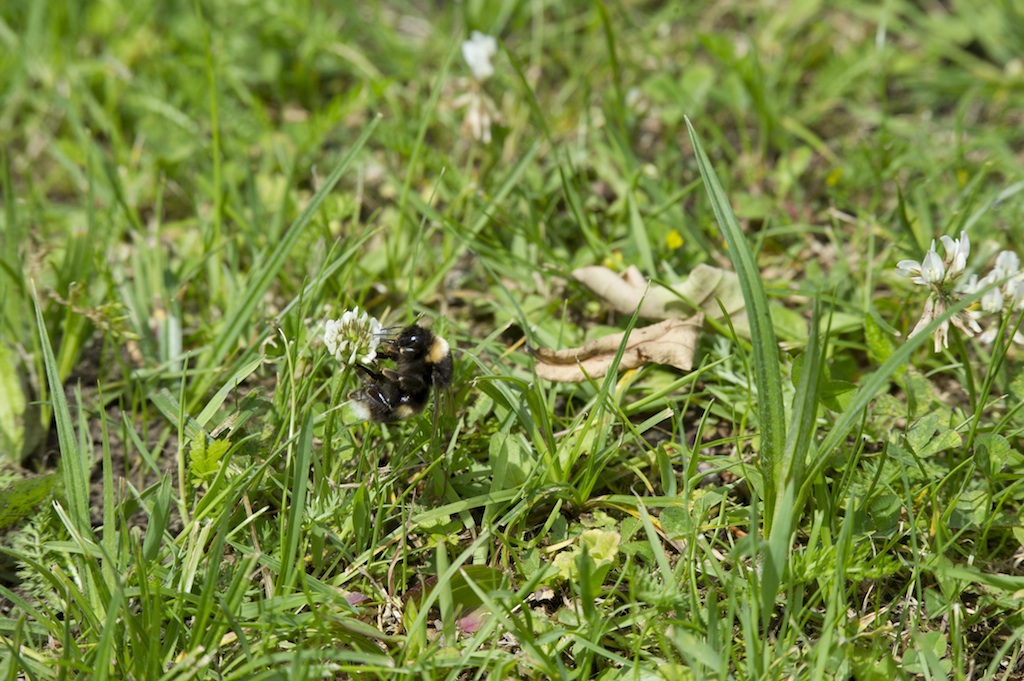 Hummel
