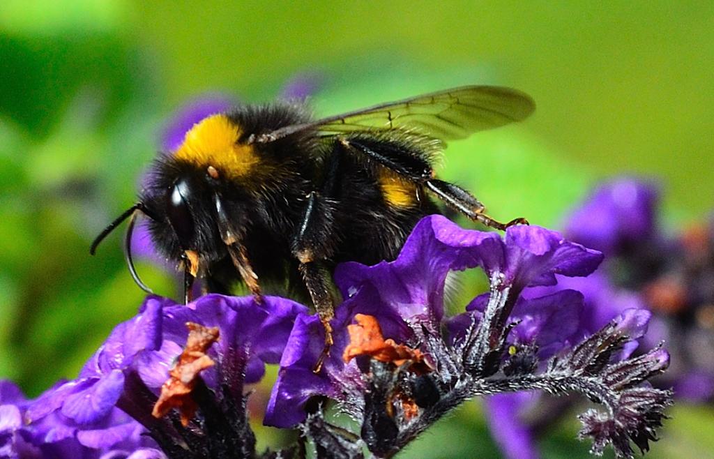 Hummel