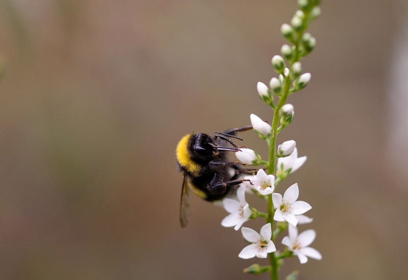 Hummel