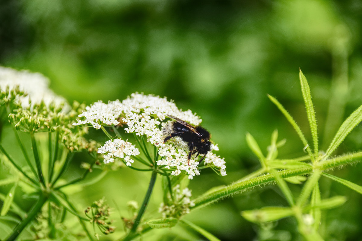 Hummel
