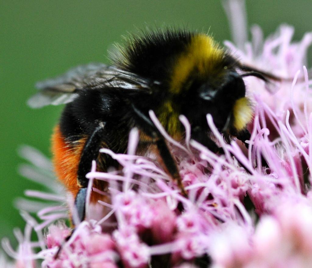 Hummel
