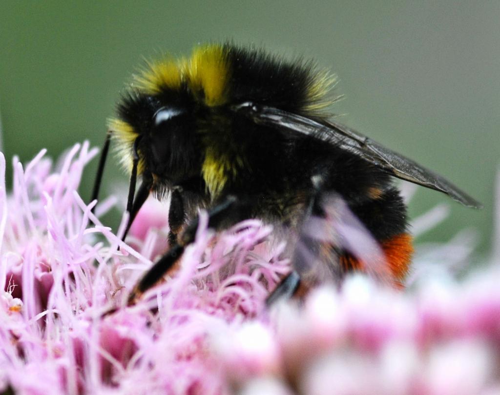 Hummel