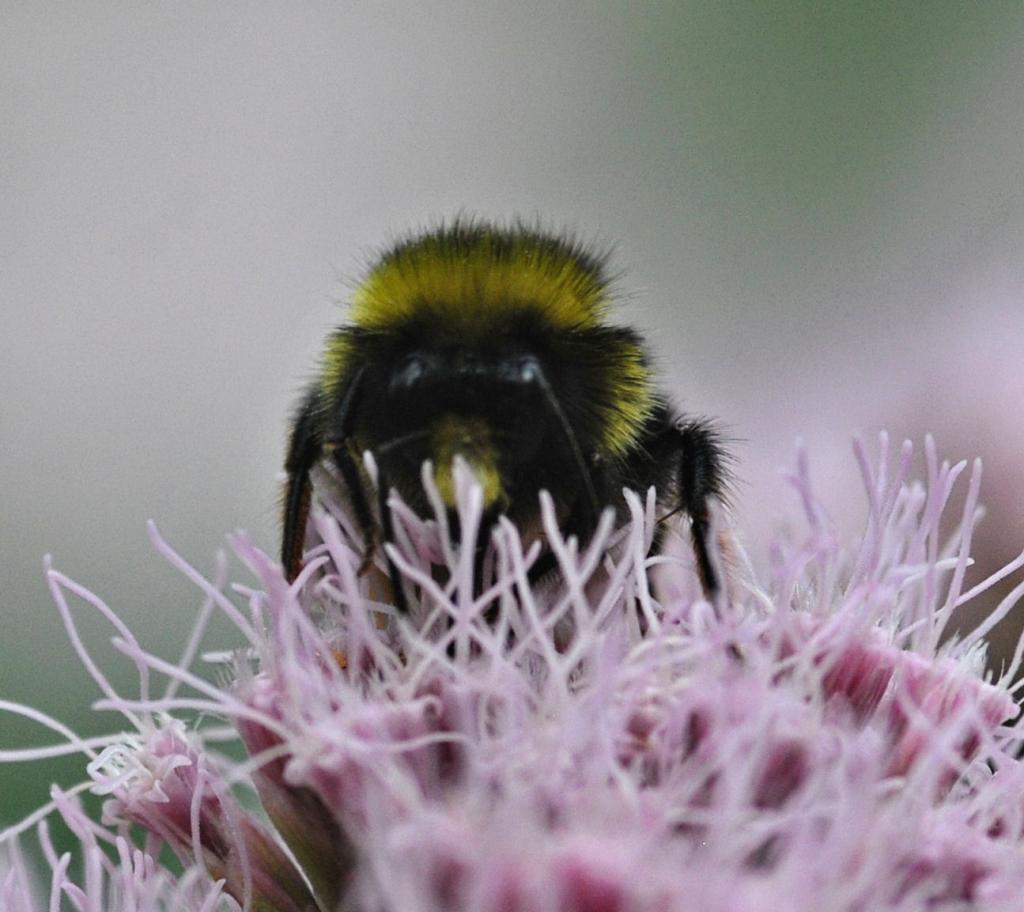 Hummel