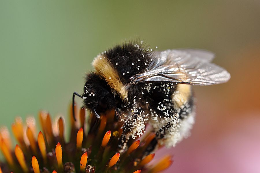 Hummel